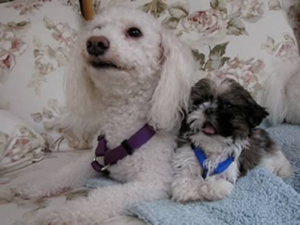 a small brown & white puppy is sitting next to a larger white dog on a couch